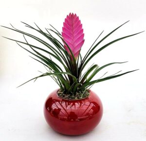 POWERS TO FLOWERS - TILLANDSIA CYANEA IN VASO CERAMICA UFO ROSSO, pianta vera