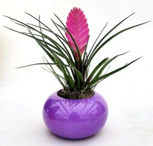 POWERS TO FLOWERS - TILLANDSIA CYANEA IN VASO CERAMICA UFO VIOLA, pianta vera