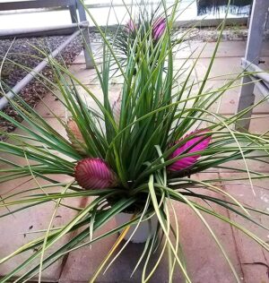 POWERS TO FLOWERS - TILLANDSIA CYANEA PIANTA MADRE, CON 2/5 FIORI, piante vere