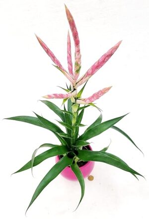 POWERS TO FLOWERS - TILLANDSIA CYANEA VITTORIO IN VASO CERAMICA, pianta vera