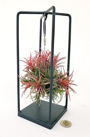 POWERS TO FLOWERS - TILLANDSIA DELL'ARIA MAGIC RED IN SUPPORTO FERRO, pianta vera