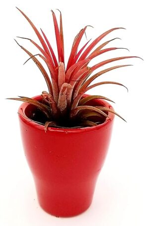 POWERS TO FLOWERS - TILLANDSIA DELL'ARIA MAGIC RED IN VASO CERAMICA ROSSO, pianta vera