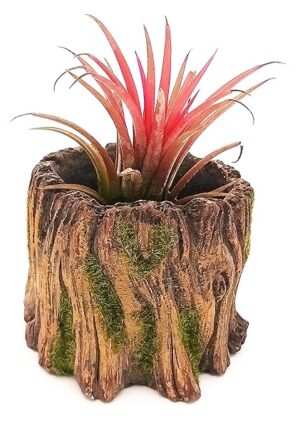 POWERS TO FLOWERS - TILLANDSIA DELL'ARIA MAGIC RED IN VASO CERAMICA TRONCO DI LEGNO, pianta vera