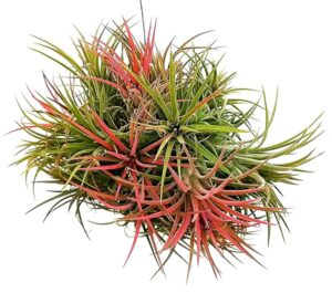 POWERS TO FLOWERS - TILLANDSIA DELL'ARIA MAGIC RED, PIANTA MADRE, pianta vera