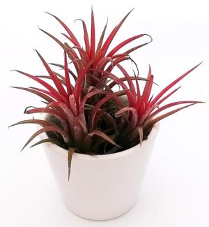 POWERS TO FLOWERS - TILLANDSIA DELL'ARIA MAGIC RED TRIS IN VASO CERAMICA BIANCO, pianta vera