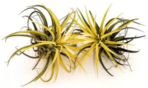 POWERS TO FLOWERS - TILLANDSIA DELL'ARIA MAGIC YELLOW, 2PIANTE, piante vere