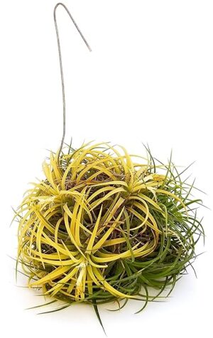 POWERS TO FLOWERS - TILLANDSIA DELL'ARIA MAGIC YELLOW, PIANTA MADRE, Pianta vera