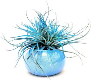 POWERS TO FLOWERS - TILLANDSIA DELL'ARIA SILVER STAR COLOR LIFE BLU, PIANTA MADRE, IN VASO CERAMICA AZZURRO, Pianta vera