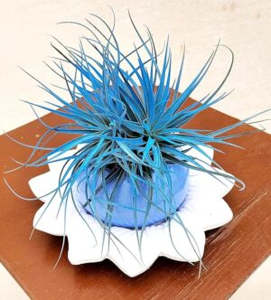 POWERS TO FLOWERS - TILLANDSIA DELL'ARIA SILVER STAR COLOR LIFE BLU, PIANTA MADRE, IN VASO CERAMICA AZZURRO e SOTTOVASO IN CERAMICA, Pianta vera