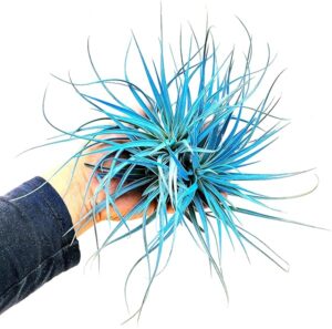 POWERS TO FLOWERS - TILLANDSIA DELL'ARIA SILVER STAR COLOR LIFE BLU, PIANTA MADRE, Pianta vera