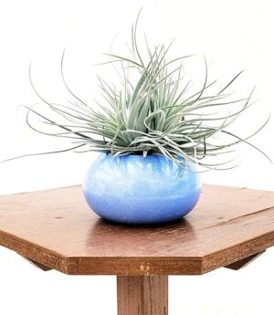 POWERS TO FLOWERS - TILLANDSIA DELL'ARIA SILVER STAR, PIANTA MADRE, IN VASO CERAMICA AZZURRO, Pianta vera