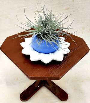POWERS TO FLOWERS - TILLANDSIA DELL'ARIA SILVER STAR, PIANTA MADRE, IN VASO CERAMICA AZZURRO e SOTTOVASO IN CERAMICA, Pianta vera