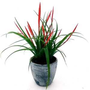 POWERS TO FLOWERS - TILLANDSIA FLABELLATA IN VASO CERAMICA RUSTICO, pianta vera