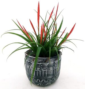 POWERS TO FLOWERS - TILLANDSIA FLABELLATA IN VASO CERAMICA RUSTICO, pianta vera