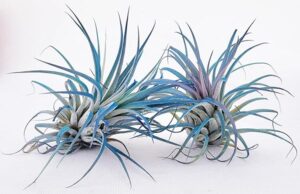POWERS TO FLOWERS - TILLANDSIA, PIANTE DELL'ARIA, COLOR LIFE BLU, 2 PIANTE pianta vera