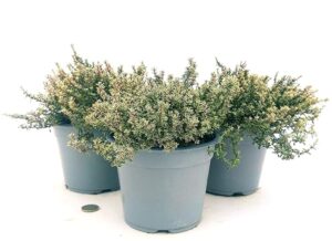 POWERS TO FLOWERS - TIMO VARIEGATO SILVER QUEEN BIO, 3 PIANTE, piante vere