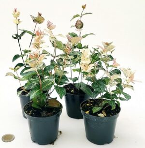POWERS TO FLOWERS - TRACHELOSPERMUM JASMINOIDES TRICOLOR, GELSOMINO ROSA, VASO 10CM, 4 piante, piante vere