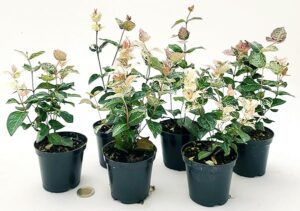 POWERS TO FLOWERS - TRACHELOSPERMUM JASMINOIDES TRICOLOR, GELSOMINO ROSA, VASO 10CM, 6 piante, piante vere