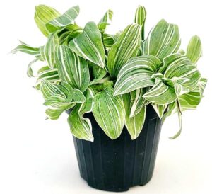 POWERS TO FLOWERS - TRADESCANTIA ALBIFLORA ALBOVITTA VASO 13CM DIAMETRO, pianta vera