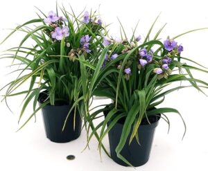 POWERS TO FLOWERS - TRADESCANTIA ANDERSONIANA AZZURRA, 2 PIANTE, vaso 14cm diametro, pianta vera