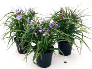 POWERS TO FLOWERS - TRADESCANTIA ANDERSONIANA AZZURRA, 3 PIANTE, vaso 14cm diametro, pianta vera
