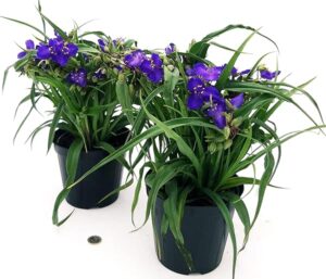POWERS TO FLOWERS - TRADESCANTIA ANDERSONIANA BLU, 2 PIANTE, vaso 14cm diametro, pianta vera