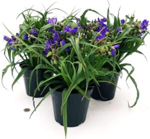 POWERS TO FLOWERS - TRADESCANTIA ANDERSONIANA BLU, 3 PIANTE, vaso 14cm diametro, pianta vera
