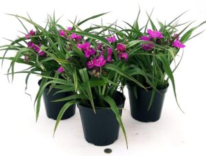 POWERS TO FLOWERS - TRADESCANTIA ANDERSONIANA VIOLA, 3 PIANTE, vaso 14cm diametro, pianta vera
