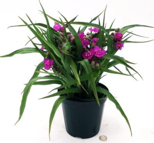 POWERS TO FLOWERS - TRADESCANTIA ANDERSONIANA VIOLA, vaso 14cm diametro, pianta vera