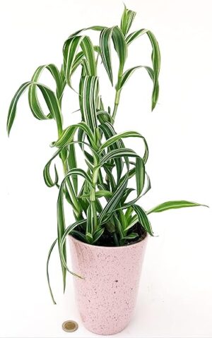 POWERS TO FLOWERS - TRADESCANTIA, MURDANIA ACUTIFOLIA VARIEGATA, IN VASO CERAMICA ROSA ANTICO, pianta vera