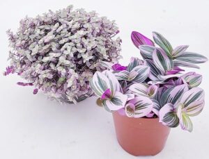 POWERS TO FLOWERS - TRADESCANTIA NANOUK E CALLISIA PINK IN VASO 12cm DIAMETRO, piante vere