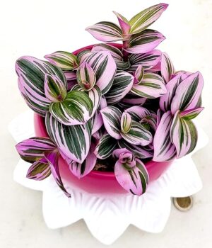 POWERS TO FLOWERS - TRADESCANTIA NANOUK IN VASO SFERICO FUCSIA, VASO 13CM, CON SOTTOVASO IN CERAMICA, pianta vera