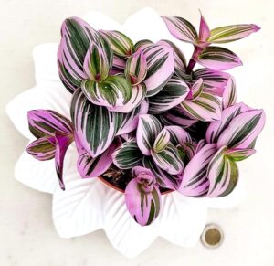 POWERS TO FLOWERS - TRADESCANTIA NANOUK VASO 12CM, CON SOTTOVASO IN CERAMICA, pianta vera