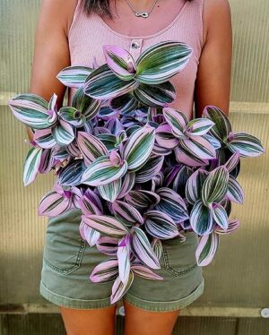POWERS TO FLOWERS - TRADESCANTIA NANOUK Xl VASO 16CM diametro, pianta vera