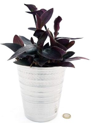 POWERS TO FLOWERS - TRADESCANTIA SETCREASEA PALLIDA IN VASO CERAMICA ARGENTO, TRADESCANTIA DA ESTERNO RIFIORENTE, VASO 13CM Diametro, piante vere
