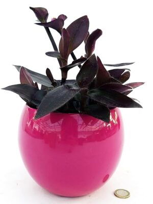 POWERS TO FLOWERS - TRADESCANTIA SETCREASEA PALLIDA IN VASO CERAMICA FUCSIA SFERICO, TRADESCANTIA DA ESTERNO RIFIORENTE, VASO 13CM Diametro, piante vere