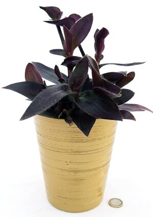 POWERS TO FLOWERS - TRADESCANTIA SETCREASEA PALLIDA IN VASO CERAMICA ORO, TRADESCANTIA DA ESTERNO RIFIORENTE, VASO 13CM Diametro, piante vere