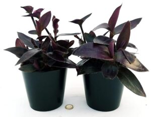 POWERS TO FLOWERS - TRADESCANTIA SETCREASEA PALLIDA, TRADESCANTIA DA ESTERNO RIFIORENTE, 2 PIANTE, VASO 12CM Diametro, piante vere