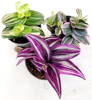 POWERS TO FLOWERS - TRADESCANTIA ZEBRINA PINK PARADISE, NANOUK, SILLAMONTANA VARIEGATA, MINI PIANTE IDEALI PER TERRARIUM, vaso 5,5cm diametro, piante vere