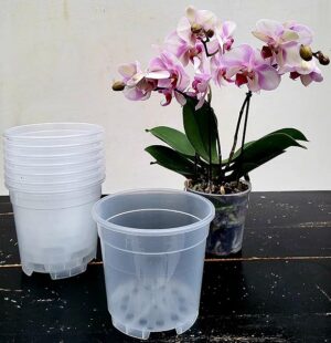 POWERS TO FLOWERS - VASI 15CM DIAMETRO TRASPARENTI PER ORCHIDEE PHALAENOPSIS, 10 PEZZI