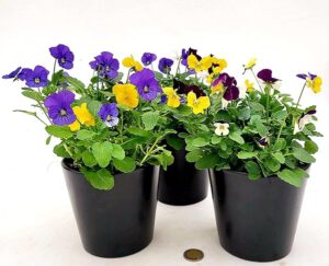 POWERS TO FLOWERS - VIOLE DEL PENSIERO, VIOLA A FIORE PICCOLO, MULTICOLORE, 3 PIANTE, piante vere