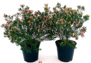 POWERS TO FLOWERS - WAX FLOWER, VASO 14CM, 2 PIANTEpianta vera