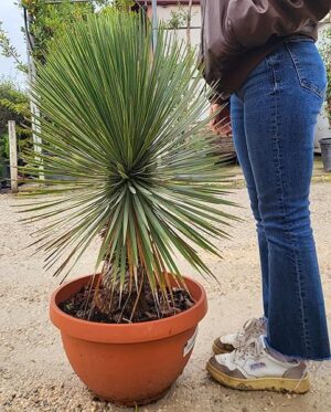 POWERS TO FLOWERS - YUCCA ROSTRATA TARRINA, Vaso 40cm diametro, pianta vera
