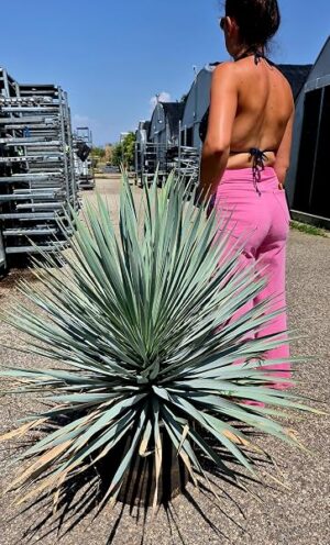 POWERS TO FLOWERS - YUCCA ROSTRATA, YUCCA BLU, Vaso 34cm, pianta vera