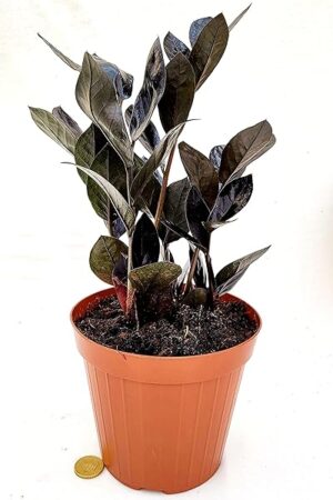 POWERS TO FLOWERS - ZAMIOCULCAS BLACK, RAVEN, vaso 14cm diametro, pianta vera