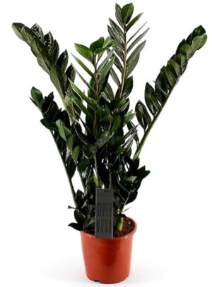 POWERS TO FLOWERS - ZAMIOCULCAS BLACK, RAVEN, vaso 19cm altezza 70cm, pianta vera