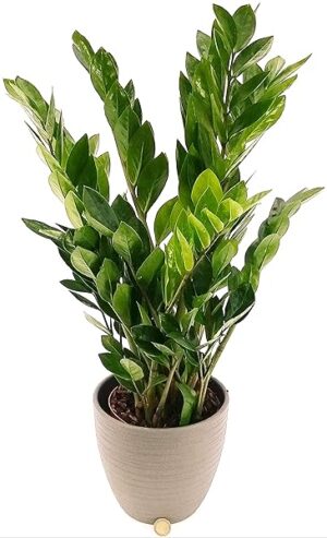 POWERS TO FLOWERS - ZAMIOCULCAS IN VASO CERAMICA ANTRACITE, altezza 70cm vaso 18, pianta vera