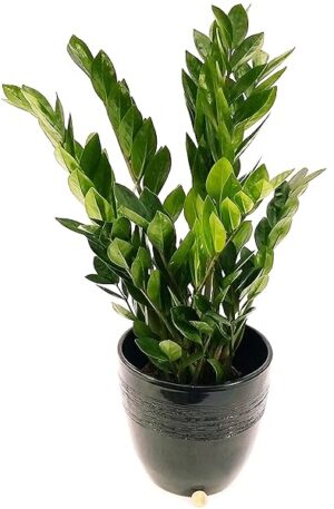 POWERS TO FLOWERS - ZAMIOCULCAS IN VASO CERAMICA NERO RIGATO, altezza 70cm vaso 18, pianta vera