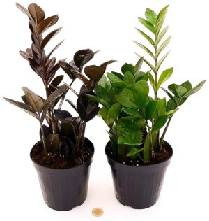 POWERS TO FLOWERS - ZAMIOCULCAS NERA E VERDE, vaso 15CM, piante vere
