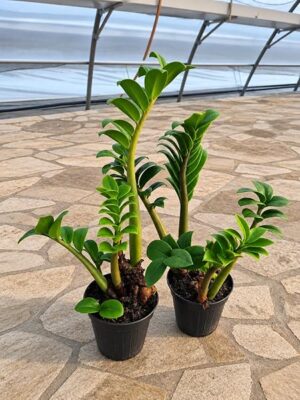 POWERS TO FLOWERS - ZAMIOCULCAS VASO 11cm, 2 PIANTE, OFFERTA ULTIMI 20 PEZZI!!! piante vere
